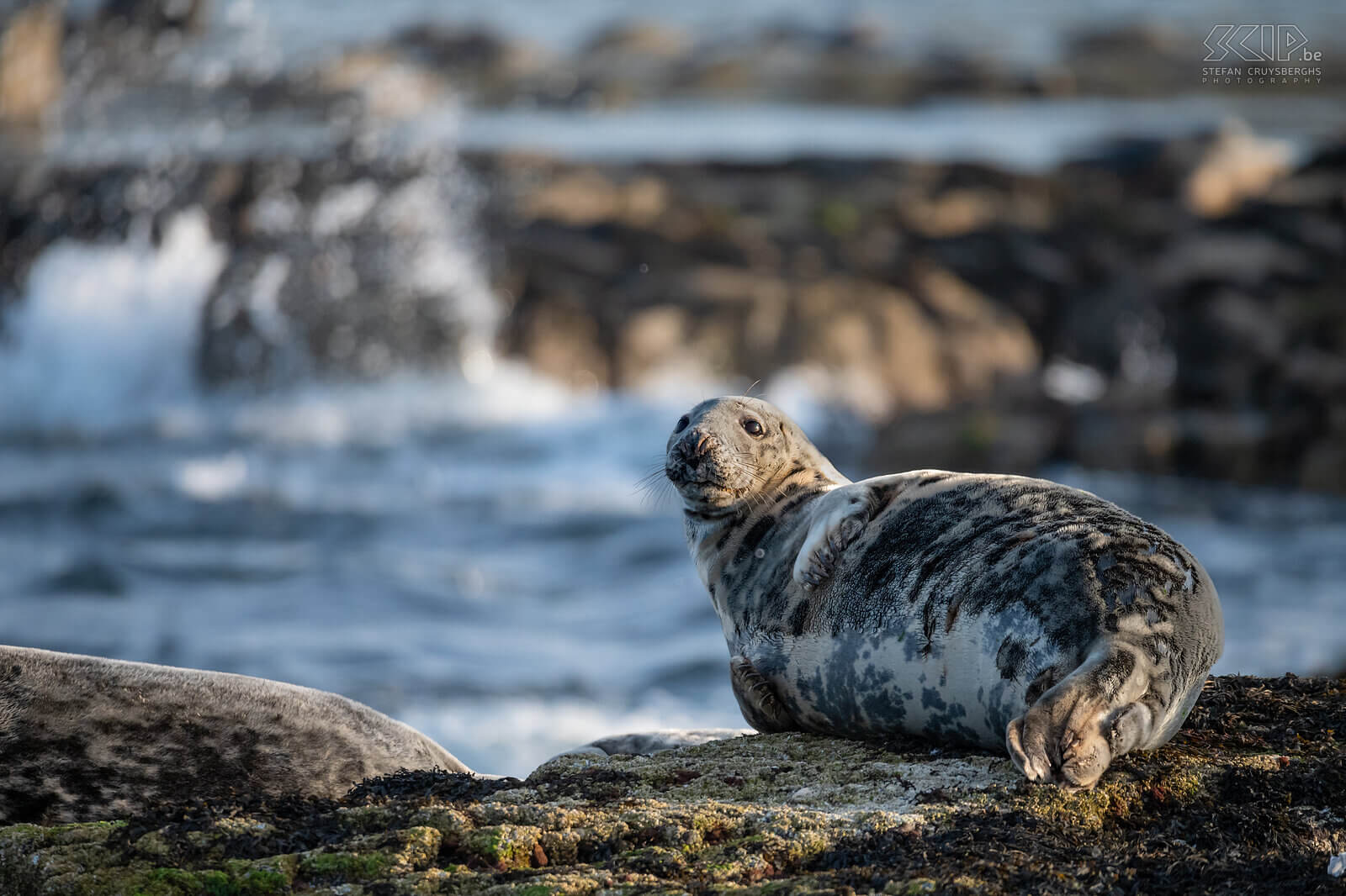 Farne Islands - Grijze zeehond De Farne Islands herbergen een van de grootste Atlantische grijze zeehondenkolonies aan de oostkust van Engeland. Ieder najaar worden hier honderden pups geboren. Als het tij laag is, rusten ze meestal op de rotsen. Stefan Cruysberghs